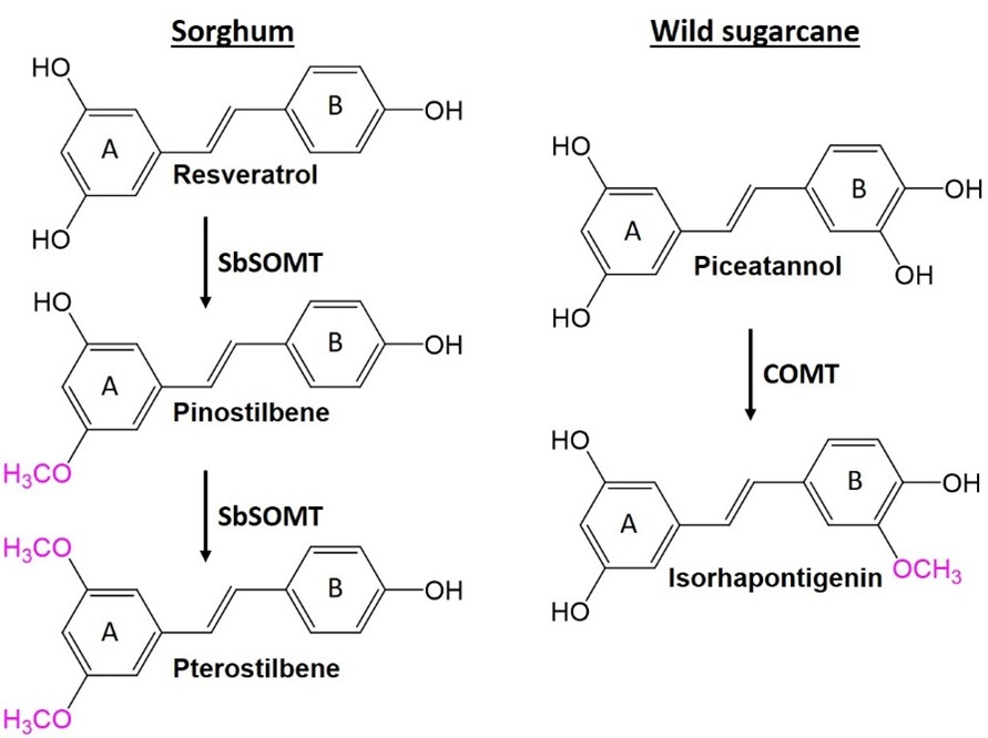 Biosynthesis of O-methylated stilbenes. In sorghum, SOMT converts resveratrol to pinostilbene and pterostilbene which are O-methylated in the stilbene A-ring.  In wild sugarcane, a COMT likely converts piceatannol to isorhapontigenin which is O-methylated in the stilbene B-ring. O-methylation is a common modification that increases potency and bioavailability of phytochemicals. O-methylated groups are indicated in pink.