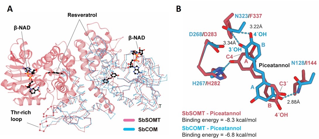 Structural analysis of sorghum stilbene O-methylase (SbSOMT). A. SbSOMT (pink) shows high global structural similarity to SbCOMT (blue). SbSOMT is a unique OMT in Sorghum spp. while COMT is a common and widespread OMT enzyme. B. Close-up view of the substrate binding pocket docked with piceatannol. In SbSOMT (pink) and SbCOMT (blue), the stilbene A-ring and B-ring are positioned close to a key catalytic residue (H267/H282), respectively, for O-methylation. Images adapted from Nature Communications, 2023, doi:10.1038/s41467-023-38908-5